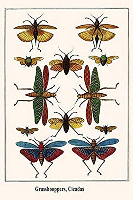 Buyenlarge 0-587-29902-9-G1624 Grasshooppers, Cicadas Fine Art Giclee Print, 16" x 24"