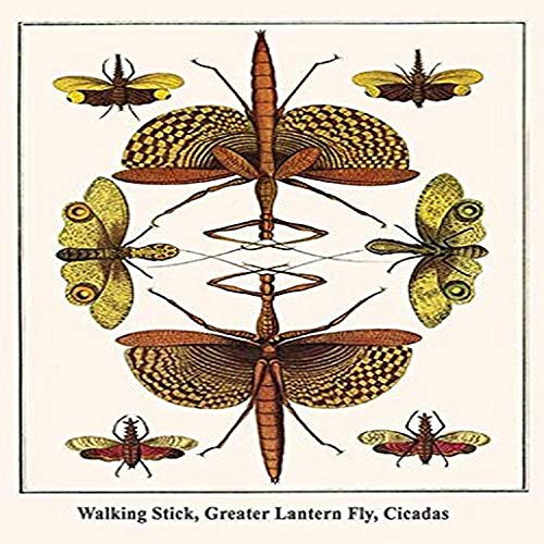 Buyenlarge 0-587-29905-3-G1827 'Walking Stick, Greater Lantern Fly, Cicadas' Giclee Fine Art Print, 18" x 27" Buyenlarge 0-587-29905-3-G1827 'Walking Stick, Greater Lantern Fly, Cicadas' Giclee Fine Art Print, 18" x 27"