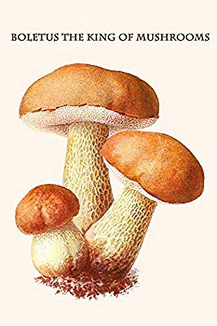 Buyenlarge 0-587-30007-8-G1624 Boletus The King of Mushrooms Fine Art Giclee Print, 16" x 24" Buyenlarge 0-587-30007-8-G1624 Boletus The King of Mushrooms Fine Art Giclee Print, 16" x 24"