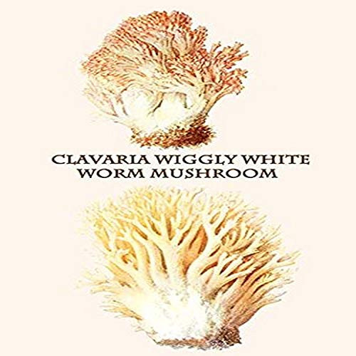Buyenlarge 0-587-30015-9-G812 clavaria Wiggly White Worm Mushroom Fine Art Giclee Print, 8 x 12