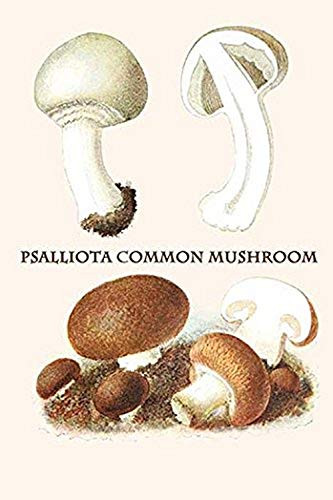 Buyenlarge 0-587-30030-2-G1624 psalliota Common Mushroom Fine Art Giclee Print, 16" x 24"