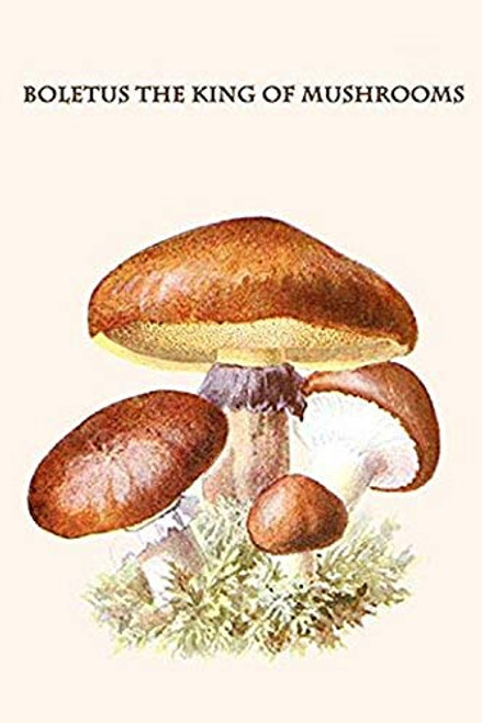 Buyenlarge 0-587-30035-3-G1624 Boletus The King of Mushrooms Fine Art Giclee Print, 16" x 24" Buyenlarge 0-587-30035-3-G1624 Boletus The King of Mushrooms Fine Art Giclee Print, 16" x 24"