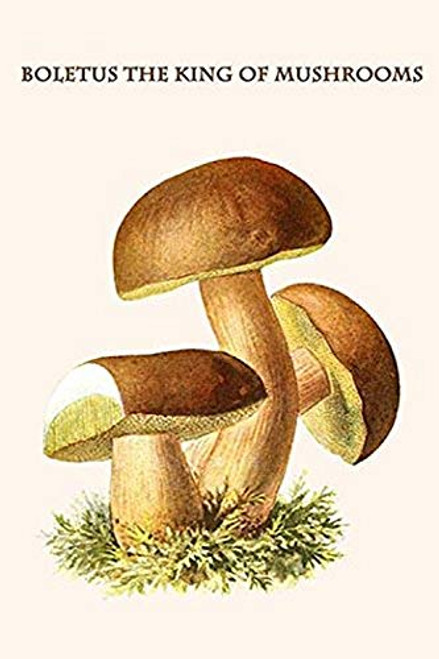 Buyenlarge 0-587-30038-8-G1624 Boletus The King of Mushrooms Fine Art Giclee Print, 16" x 24" Buyenlarge 0-587-30038-8-G1624 Boletus The King of Mushrooms Fine Art Giclee Print, 16" x 24"