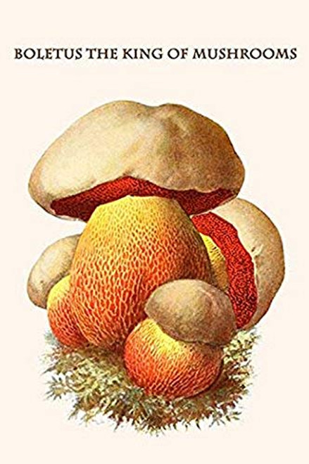 Buyenlarge 0-587-30039-6-G1624 Boletus The King of Mushrooms Fine Art Giclee Print, 16" x 24" Buyenlarge 0-587-30039-6-G1624 Boletus The King of Mushrooms Fine Art Giclee Print, 16" x 24"