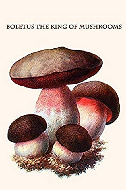 Buyenlarge 0-587-30040-x-G1624 Boletus The King of Mushrooms Fine Art Giclee Print, 16" x 24" Buyenlarge 0-587-30040-x-G1624 Boletus The King of Mushrooms Fine Art Giclee Print, 16" x 24"