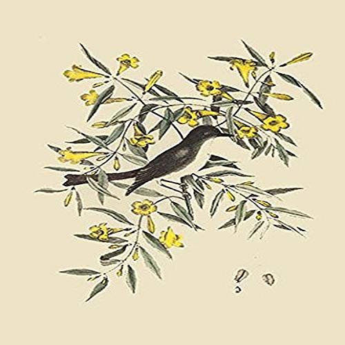 Buyenlarge Blackcap Flycatcher - 8" X 12" Fine Art Giclee Print. (Edition 4857),