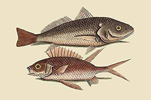 Buyenlarge 0-587-30349-2-G1624 Red Sea Perch Fine Art Giclee Print, 16" x 24"