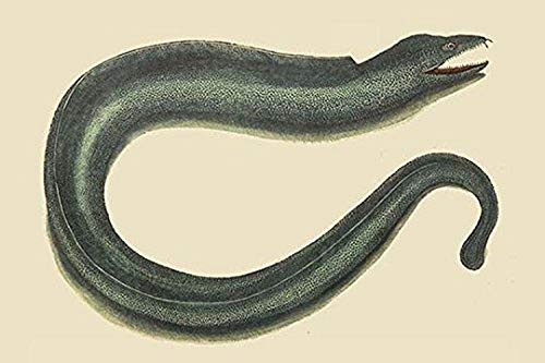Buyenlarge 0-587-30383-2-G1624 Moray EEL Fine Art Giclee Print, 16" x 24"