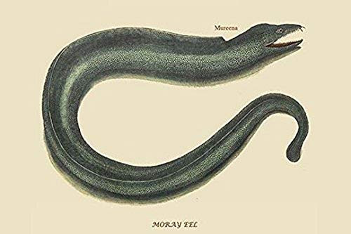 Buyenlarge 0-587-30384-0-G1624 Moray EEL Fine Art Giclee Print, 16" x 24"