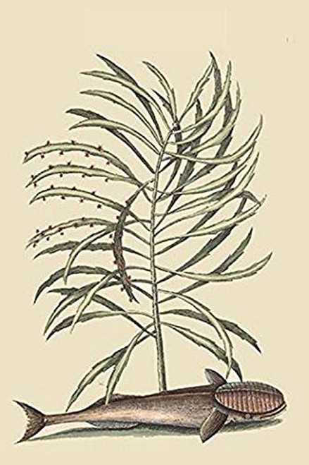 Buyenlarge 0-587-30395-6-G1624 Remora Fine Art Giclee Print, 16" x 24" Buyenlarge 0-587-30395-6-G1624 Remora Fine Art Giclee Print, 16" x 24"