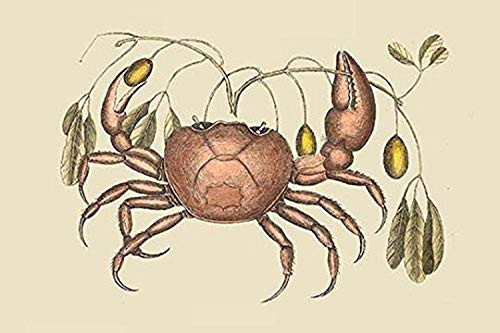 Buyenlarge Land Crab - 12" X 18" Paper Poster. (Edition 7095),