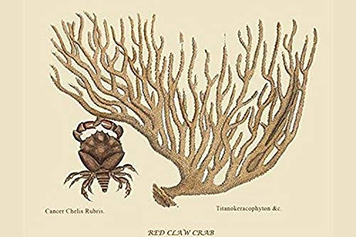 Buyenlarge Red Claw Crab - 18" X 27" Paper Poster. (Edition 12035),