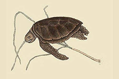 Buyenlarge 0-587-30419-7-G1624 Green Turtle Fine Art Giclee Print, 16" x 24" Buyenlarge 0-587-30419-7-G1624 Green Turtle Fine Art Giclee Print, 16" x 24"