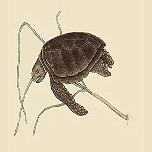 Buyenlarge 0-587-30419-7-G1827 'Green Turtle' Giclee Fine Art Print, 18" x 27" Buyenlarge 0-587-30419-7-G1827 'Green Turtle' Giclee Fine Art Print, 18" x 27"