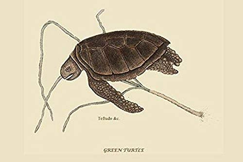 Buyenlarge 0-587-30420-0-G1624 Green Turtle Fine Art Giclee Print, 16" x 24" Buyenlarge 0-587-30420-0-G1624 Green Turtle Fine Art Giclee Print, 16" x 24"