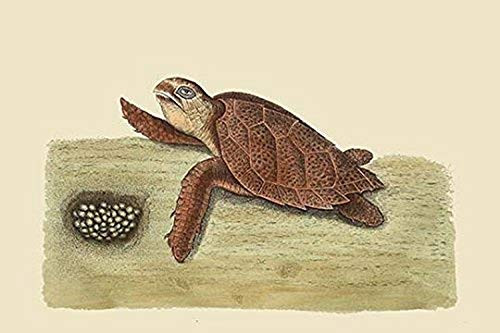 Buyenlarge 0-587-30421-9-G1624 Hawks Bill Turtle Fine Art Giclee Print, 16" x 24" Buyenlarge 0-587-30421-9-G1624 Hawks Bill Turtle Fine Art Giclee Print, 16" x 24"