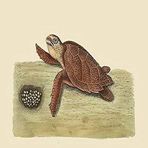 Buyenlarge 0-587-30421-9-G1827 'Hawks Bill Turtle' Giclee Fine Art Print, 18" x 27" Buyenlarge 0-587-30421-9-G1827 'Hawks Bill Turtle' Giclee Fine Art Print, 18" x 27"