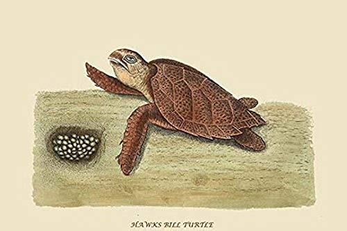 Buyenlarge 0-587-30422-7-G1624 Hawks Bill Turtle Fine Art Giclee Print, 16" x 24" Buyenlarge 0-587-30422-7-G1624 Hawks Bill Turtle Fine Art Giclee Print, 16" x 24"