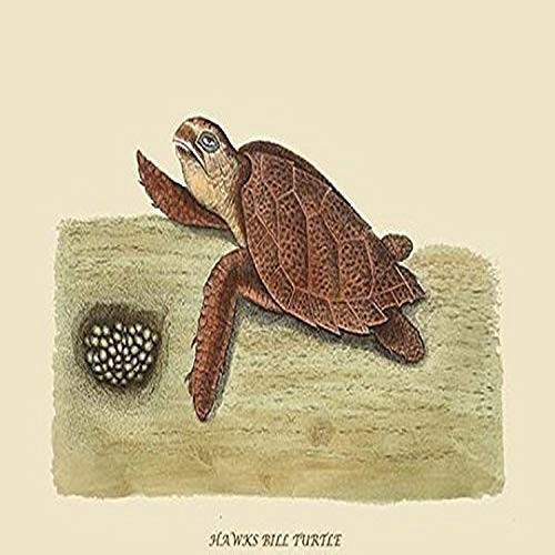 Buyenlarge Hawks Bill Turtle - 8" X 12" Fine Art Giclee Print. (Edition 4936),