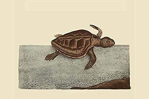 Buyenlarge 0-587-30423-5-G1624 Loggerhead Turtle Fine Art Giclee Print, 16" x 24"