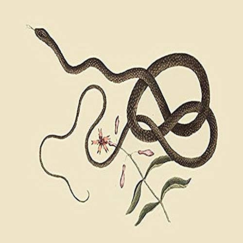 Buyenlarge Coach Whip Snake - 8" X 12" Fine Art Giclee Print. (Edition 4959), Buyenlarge Coach Whip Snake - 8" X 12" Fine Art Giclee Print. (Edition 4959),