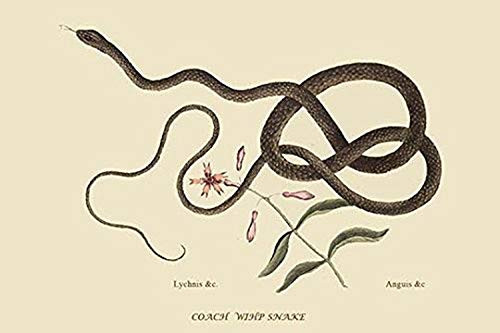 Buyenlarge 0-587-30450-2-G1624 Coach Whip Snake Fine Art Giclee Print, 16" x 24"