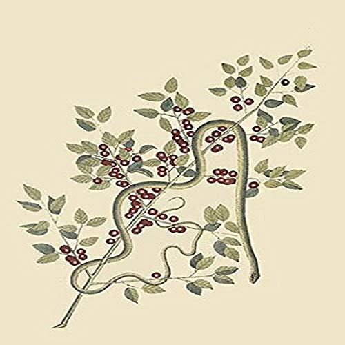 Buyenlarge 0-587-30455-3-G1827 'Green Snake' Giclee Fine Art Print, 18" x 27"
