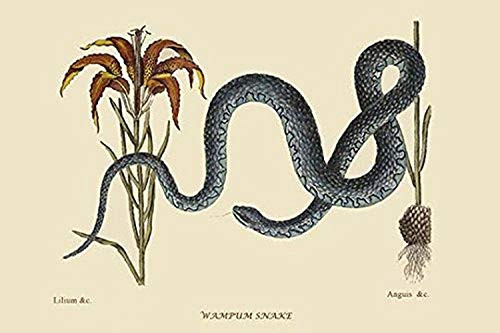 Buyenlarge 0-587-30458-8-G1624 Wampum Snake Fine Art Giclee Print, 16" x 24"