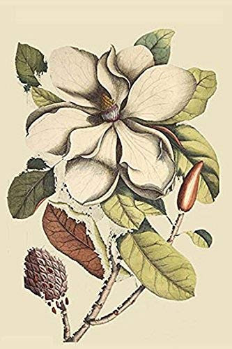 Buyenlarge 0-587-30463-4-G1624 Carolina Laurel Fine Art Giclee Print, 16" x 24"