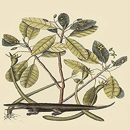 Buyenlarge Alligator - 8" X 12" Fine Art Giclee Print. (Edition 4977),