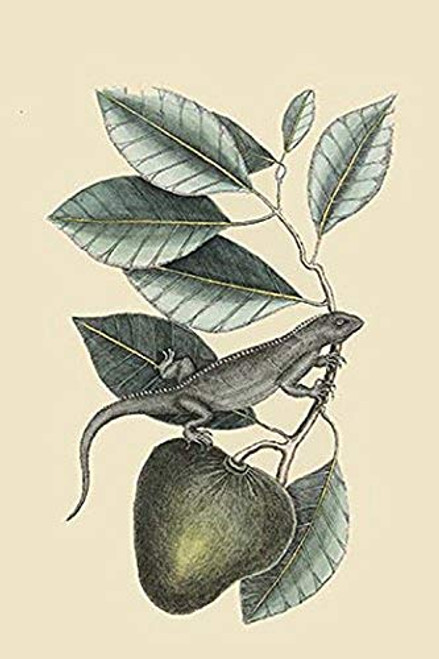 Buyenlarge 0-587-30469-3-G1624 Iguana Fine Art Giclee Print, 16" x 24" Buyenlarge 0-587-30469-3-G1624 Iguana Fine Art Giclee Print, 16" x 24"