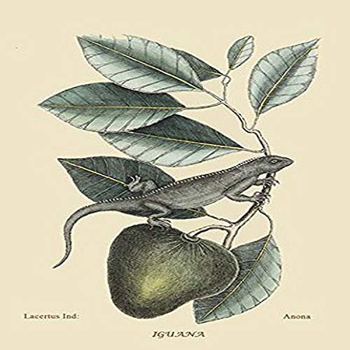 Buyenlarge 0-587-30470-7-G1827 'Iguana' Giclee Fine Art Print, 18" x 27" Buyenlarge 0-587-30470-7-G1827 'Iguana' Giclee Fine Art Print, 18" x 27"