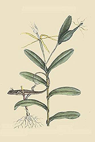 Buyenlarge 0-587-30477-4-G1624 Lyon Lizard Fine Art Giclee Print, 16" x 24"