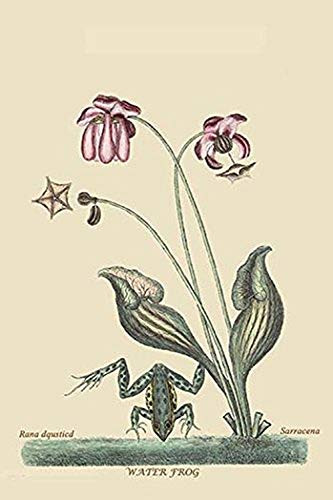 Buyenlarge 0-587-30482-0-G1624 Water Frog Fine Art Giclee Print, 16" x 24"