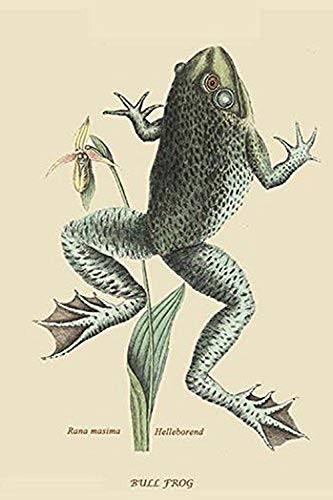 Buyenlarge 0-587-30486-3-G1624 Bull Frog Fine Art Giclee Print, 16" x 24"