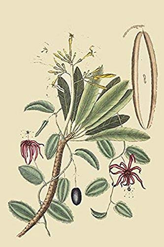 Buyenlarge 0-587-30527-4-G1624 Plumeria Fine Art Giclee Print, 16" x 24"