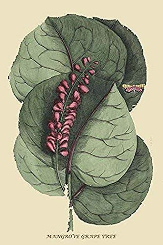 Buyenlarge 0-587-30534-7-G1624 Mangrove Grape Tree Fine Art Giclee Print, 16" x 24"