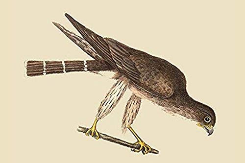 Buyenlarge 0-587-30547-9-G1624 Pigeon Hawk Fine Art Giclee Print, 16" x 24" Buyenlarge 0-587-30547-9-G1624 Pigeon Hawk Fine Art Giclee Print, 16" x 24"
