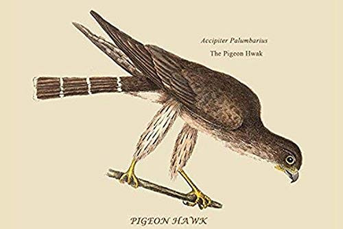 Buyenlarge 0-587-30548-7-G1624 Pigeon Hawk Fine Art Giclee Print, 16" x 24" Buyenlarge 0-587-30548-7-G1624 Pigeon Hawk Fine Art Giclee Print, 16" x 24"