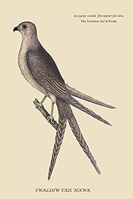 Buyenlarge 0-587-30550-9-G1624 Swallow Tail Hawk Fine Art Giclee Print, 16" x 24" Buyenlarge 0-587-30550-9-G1624 Swallow Tail Hawk Fine Art Giclee Print, 16" x 24"