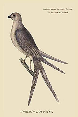 Buyenlarge Swallow Tail Hawk - 18" X 27" Paper Poster. (Edition 12163),