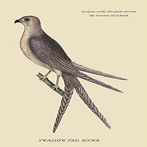 Buyenlarge 0-587-30550-9-P2030 'Swallow Tail Hawk' Paper Poster, 20 by 30-Inch