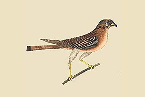 Buyenlarge Little Hawk - 12" X 18" Paper Poster. (Edition 7235),