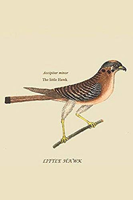 Buyenlarge 0-587-30552-5-G1624 Little Hawk Fine Art Giclee Print, 16" x 24" Buyenlarge 0-587-30552-5-G1624 Little Hawk Fine Art Giclee Print, 16" x 24"