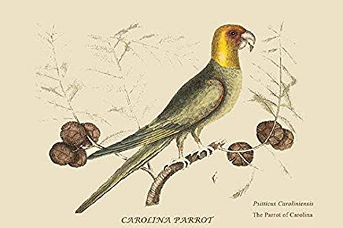 Buyenlarge 0-587-30564-9-G1624 Carolina Parrot Fine Art Giclee Print, 16" x 24"