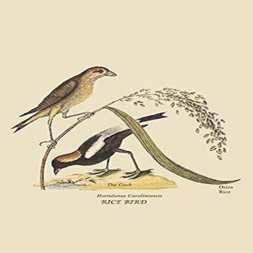 Buyenlarge Ricebird - 8" X 12" Fine Art Giclee Print. (Edition 5080),