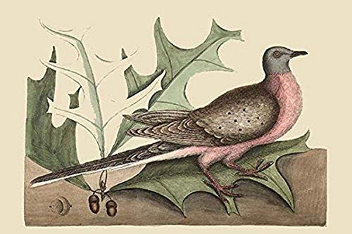 Buyenlarge 0-587-30587-8-G1624 Passenger Pigeon Fine Art Giclee Print, 16" x 24"