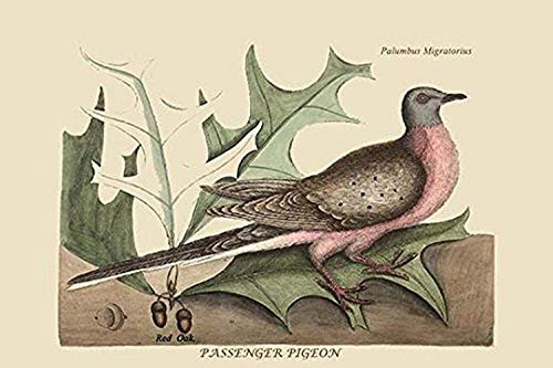 Buyenlarge Passenger Pigeon - 18" X 27" Paper Poster. (Edition 12201),