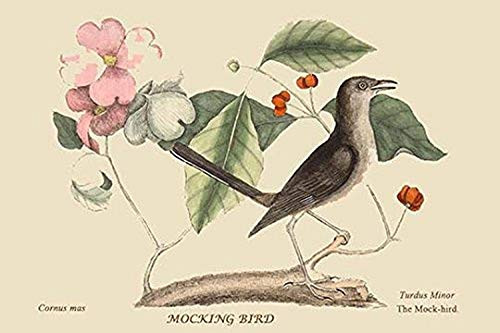 Buyenlarge Mocking Bird - 12" X 18" Paper Poster. (Edition 7280),