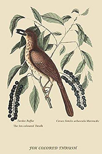 Buyenlarge 0-587-30598-3-G1624 Fox Colored Thrush Fine Art Giclee Print, 16" x 24"